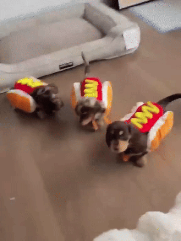 Costume da Hot Dog per Cani e Gatti– GoodBoyGadgets | GoodBoyGadgets